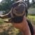 Belíssima ninhada de Rottweiler em até 12x s/juros disponíveis para reserva - Imagem3