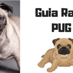 #Como Cuidar Bem do Seu Cão da Raça PUG (1)