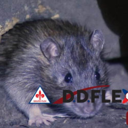 dedetizacao-de-ratos-ddflex-bh