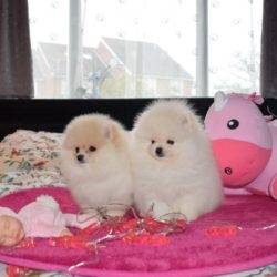 Pomerania