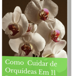 Como-Cuidar-de-Orquídeas-em-11-Passos