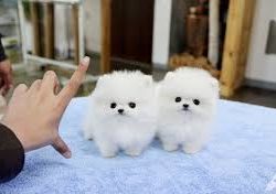 Pomerania 1