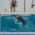 4-foto-piscina-pra-cachorro-quintal-animal-moema
