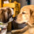 3-animais-socializando-parque-pra-cachorro-quintal-animal-moema