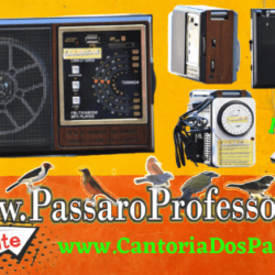 cantoriadospassaros (7)